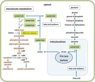 Mevalonate Metabolism in Immuno-Oncology